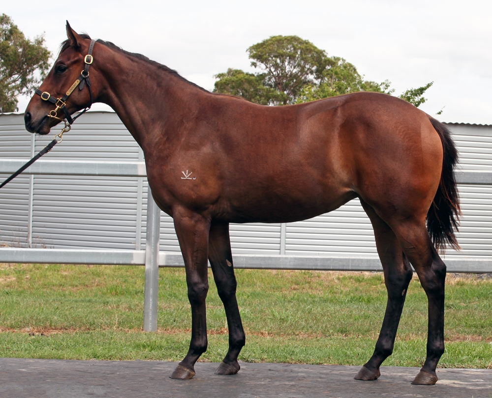 Better Than Ready (AUS) / Preferred Choice (AUS) 2024 Filly - Image 1