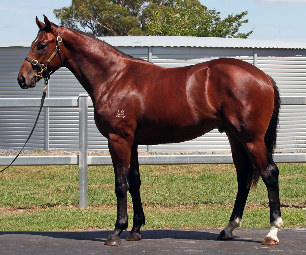 Better Than Ready (AUS) / Quipsilver (AUS) 2024 Colt - Image 1