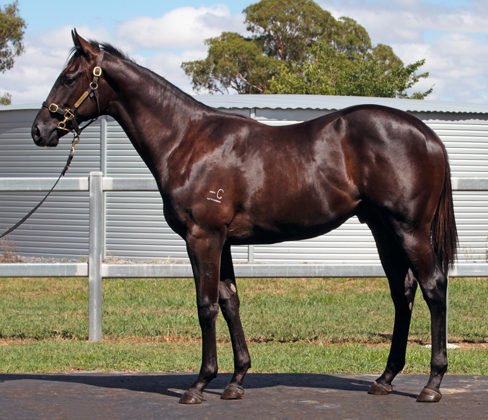 Barbaric (AUS) / Ransack (AUS) 2024 Colt - Image 1