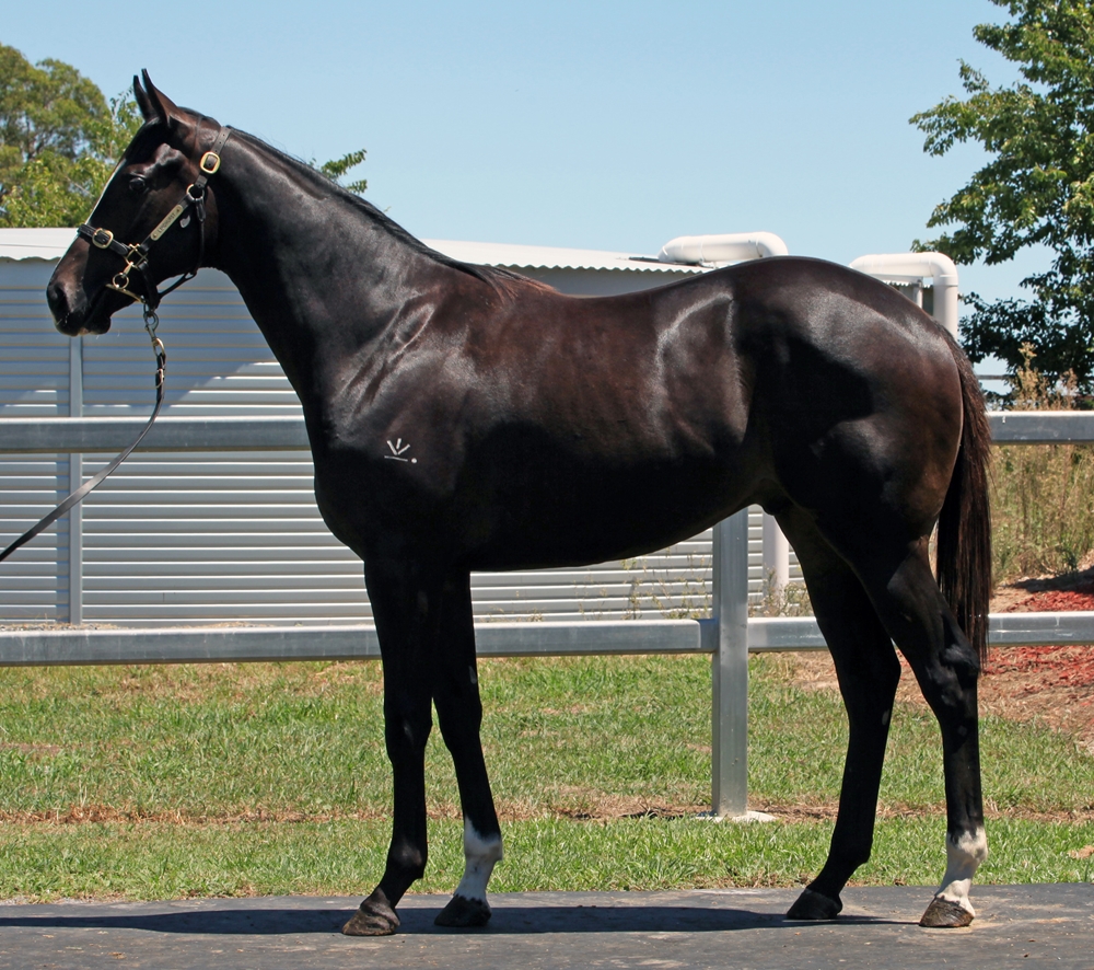 Barbaric (AUS) / Ridolfi (AUS) 2024 Colt - Image 1