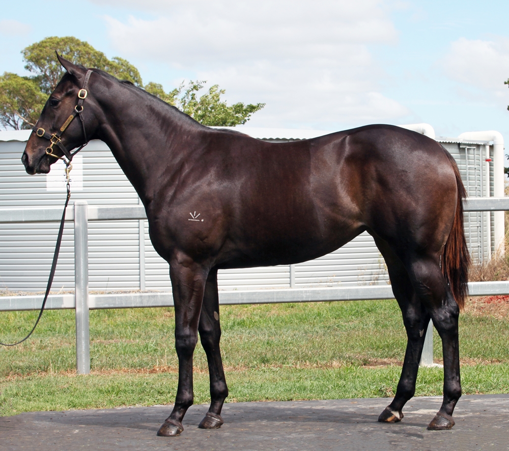 Better Than Ready (AUS) / Saki (AUS) 2024 Filly - Image 1