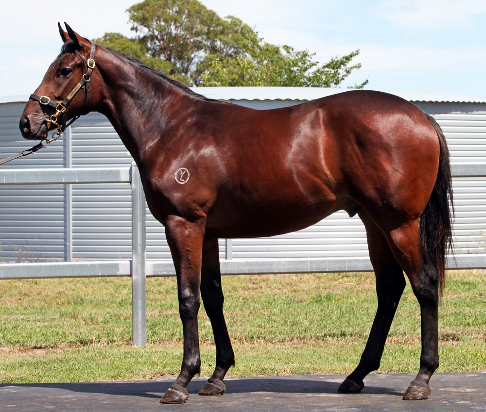 Lucky Vega (IRE) / Solebay (FR) 2024 Colt - Image 1