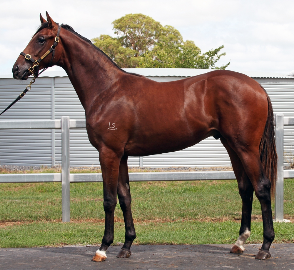 Barbaric (AUS) / Spiritual (NZ) 2024 Colt - Image 1