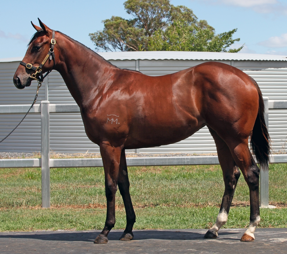 Invader (AUS) / Splendid Spirit (AUS) 2024 Filly - Image 1
