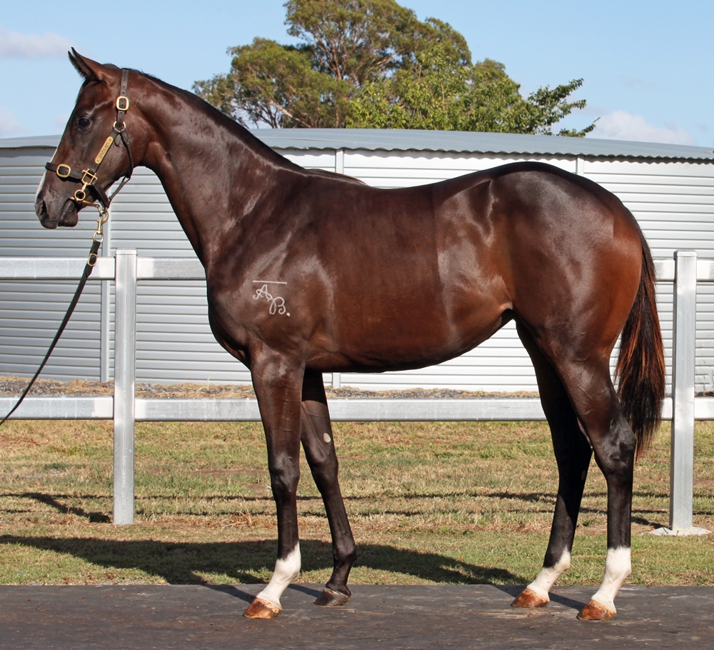 Barbaric (AUS) / The Seamstress (AUS) 2024 Filly - Image 1