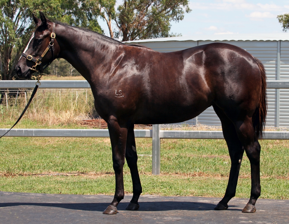 Better Than Ready (AUS) / Tiger Dimejan (AUS) 2024 Filly - Image 1