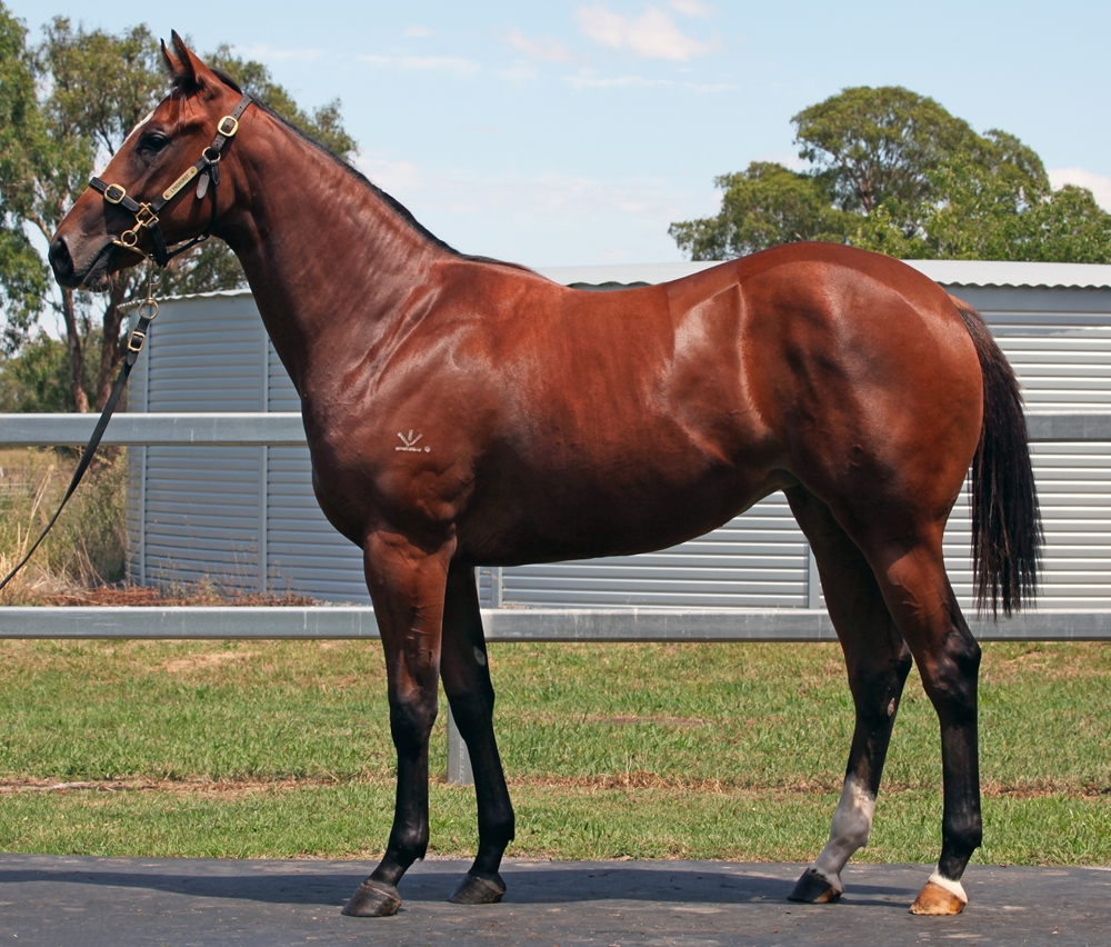 Barbaric (AUS) / Ultimate Rush (AUS) 2024 Filly - Image 1