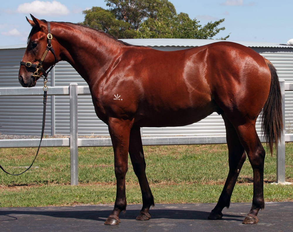Better Than Ready (AUS) / Vibrant (AUS) 2024 Colt - Image 1
