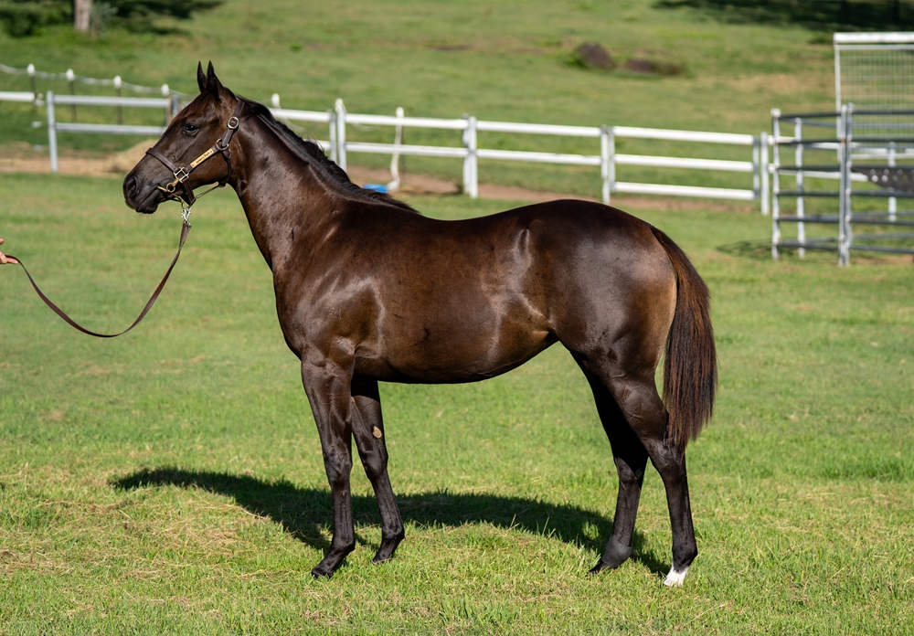 I Am Immortal (AUS) / What a Treat (AUS) 2024 Filly - Image 1