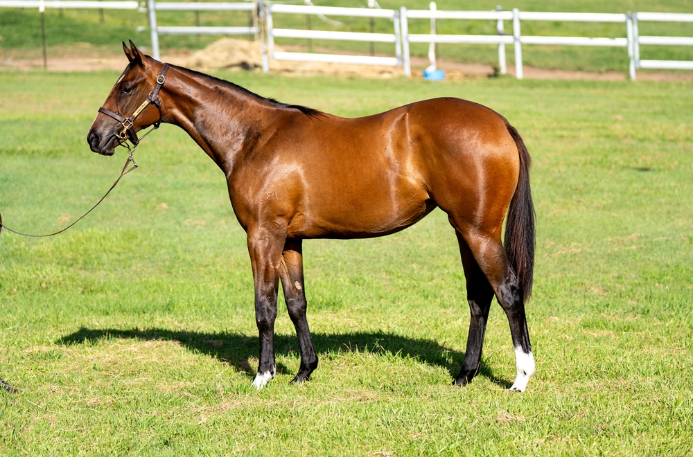 Kobayashi (AUS) / Charlatan (NZ) 2024 Filly - Image 1