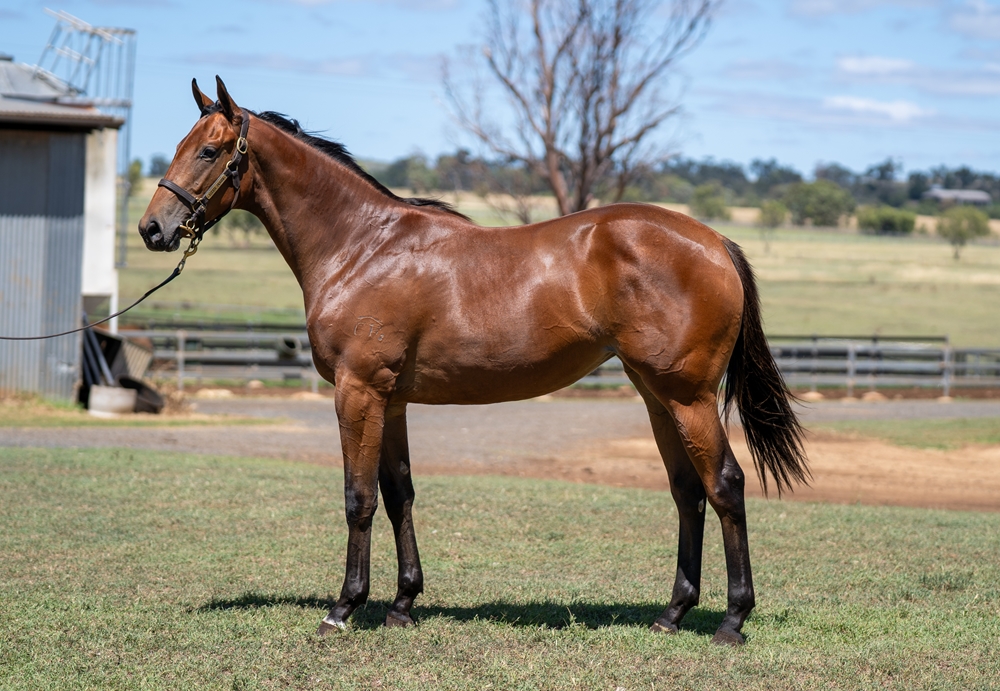 Portland Sky (AUS) / Whitten's Delight (AUS) 2024 Filly - Image 1