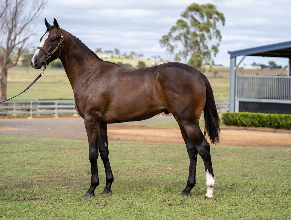 Wild Ruler (AUS) / Air of Mystique (AUS) 2024 Colt - Image 1