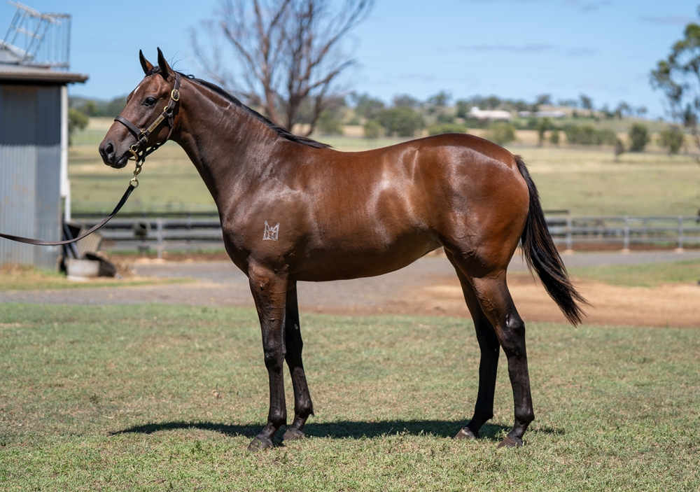 Wild Ruler (AUS) / Ambrose (AUS) 2024 Filly - Image 1