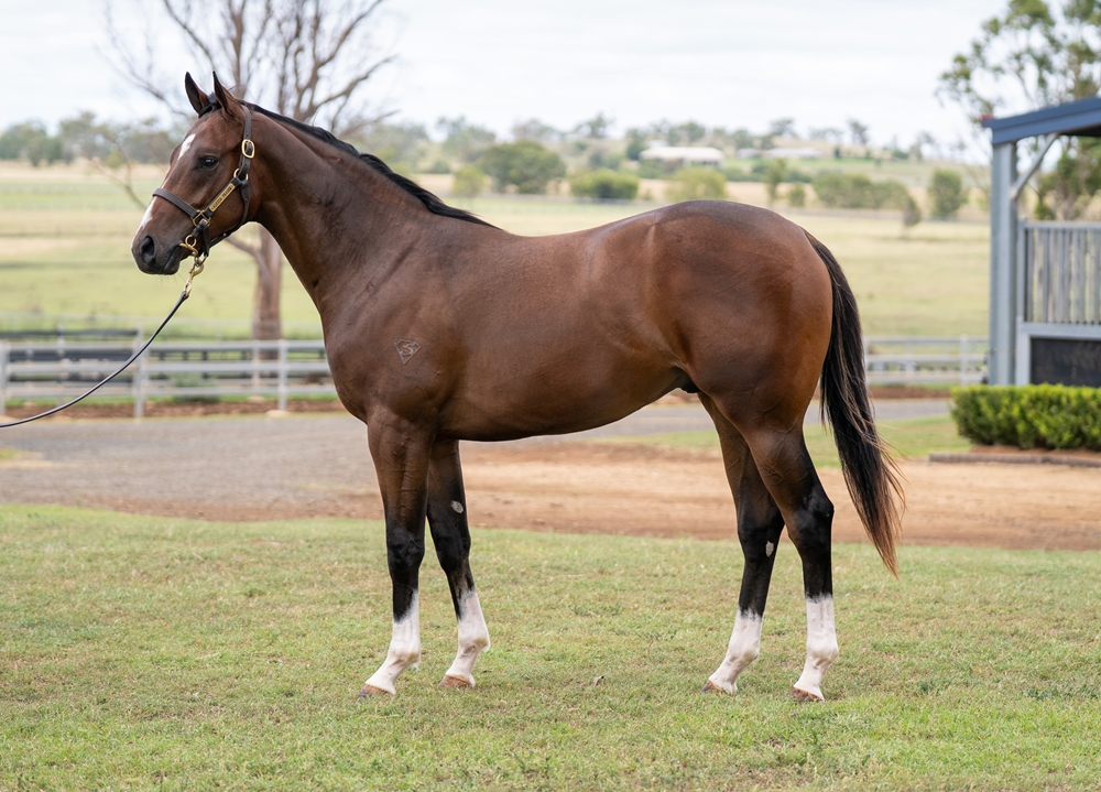 Better Than Ready (AUS) / Futureal (AUS) 2024 Colt - Image 1