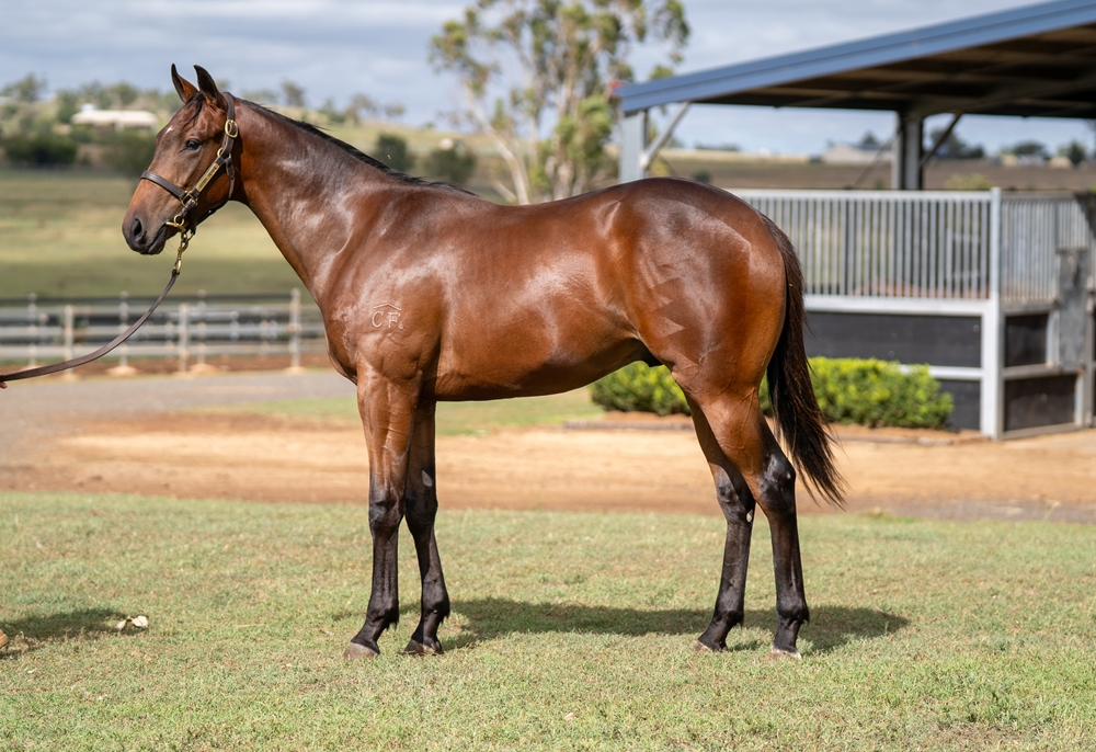 Better Than Ready (AUS) / Lime Soda (AUS) 2024 Colt - Image 1