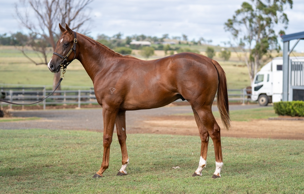 In the Congo (AUS) / Precious Sophia (NZ) 2024 Colt - Image 1