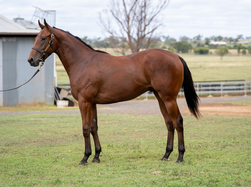 Capitalist (AUS) / Twilight Affair (AUS) 2024 Colt - Image 1
