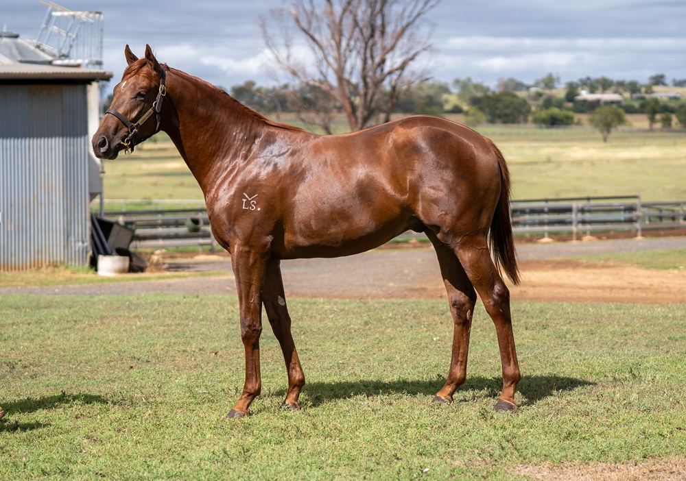 Encryption (AUS) / Urban Legend (AUS) 2024 Colt - Image 1