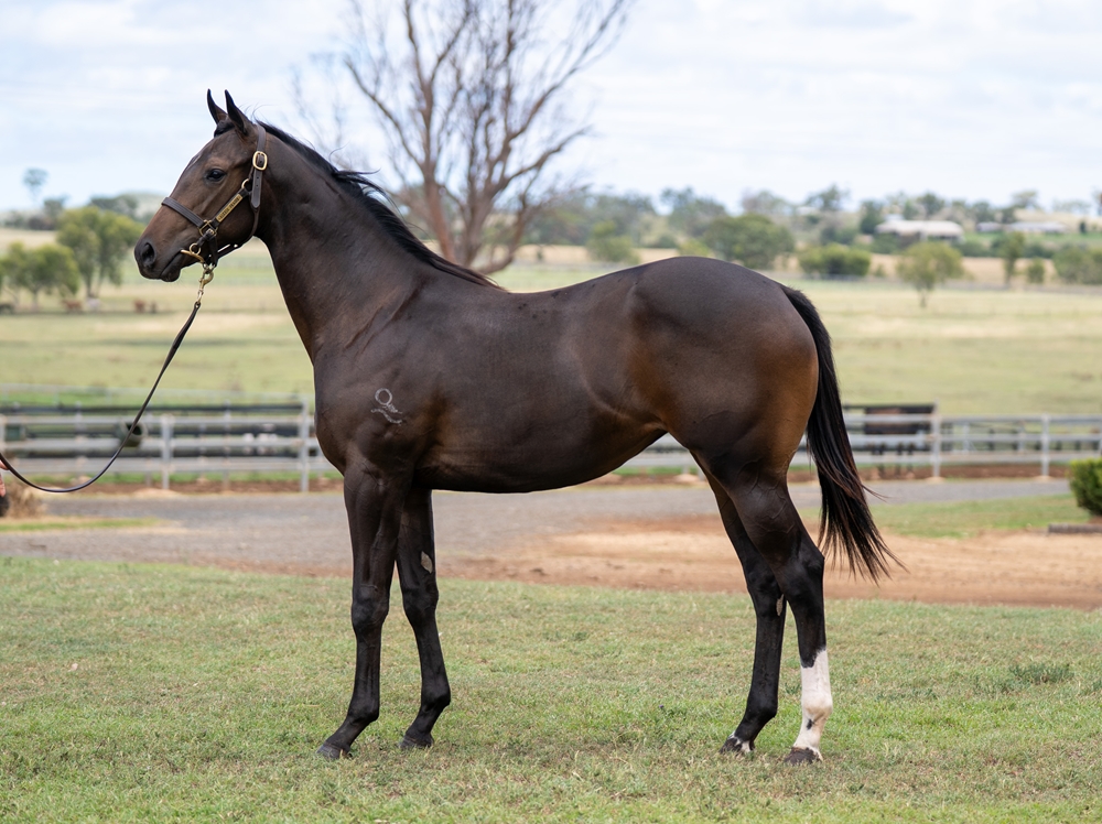 Hellbent (AUS) / Pioneering (AUS) 2024 Filly - Image 1