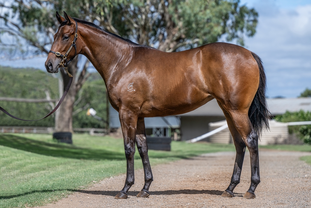 Worthy Cause (AUS) / Girls Aloud (AUS) 2024 Filly - Image 1