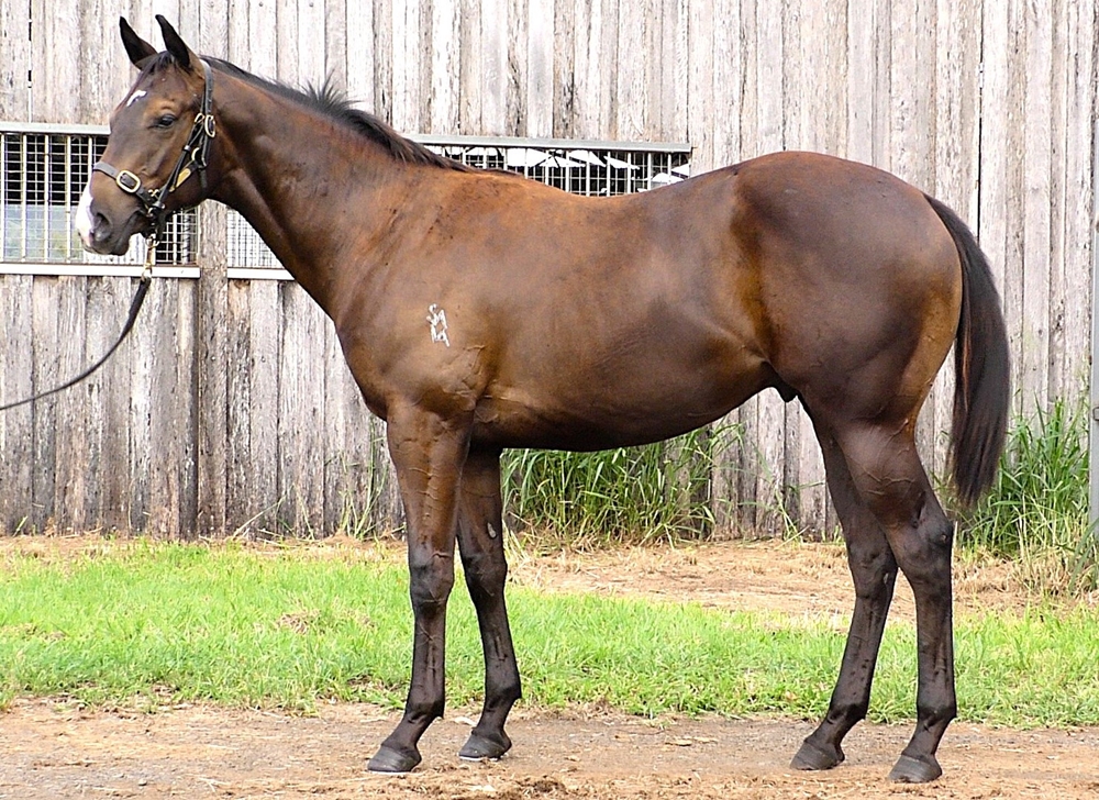 Spirit of Boom (AUS) / Xuannu (AUS) 2024 Colt - Image 1