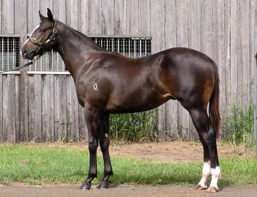 Better Than Ready (AUS) / Quelle Liaison (AUS) 2024 Colt - Image 1