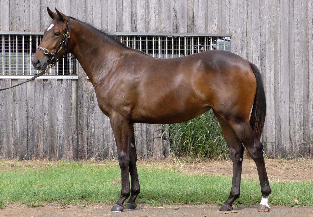 Artorius (AUS) / Tina Sebrina (AUS) 2024 Filly - Image 1