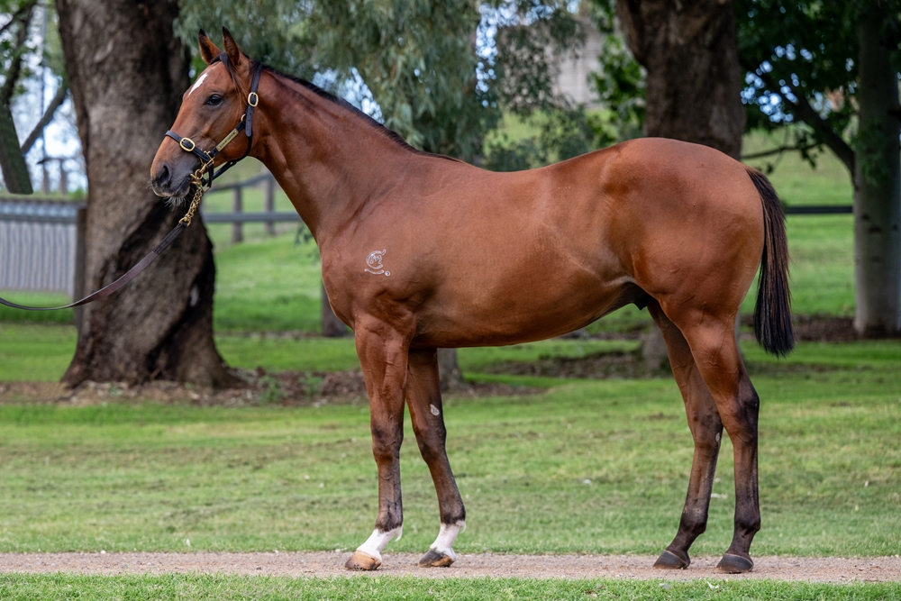 Star Turn (AUS) / Arranmore (AUS) 2024 Colt - Image 1