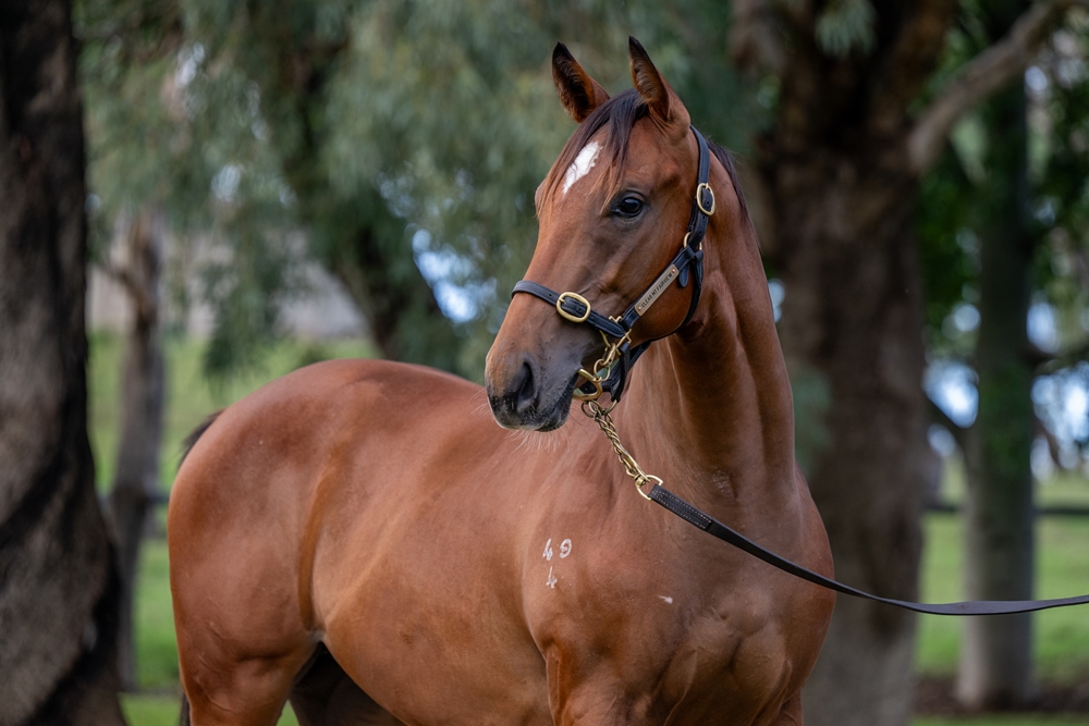 Star Turn (AUS) / Arranmore (AUS) 2024 Colt - Image 2