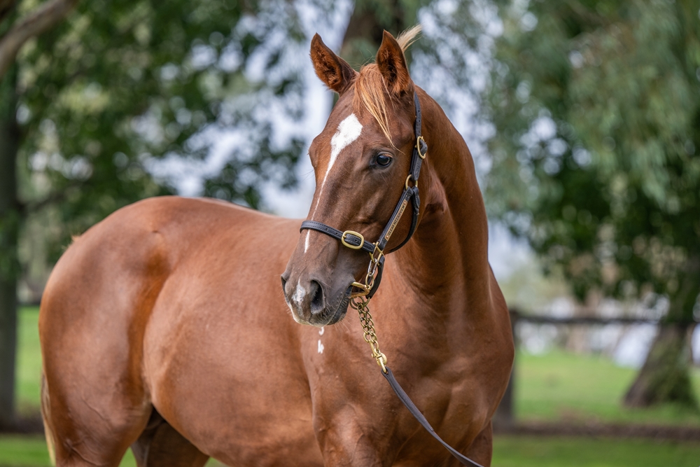 Worthy Cause (AUS) / Craft Show (USA) 2024 Colt - Image 2