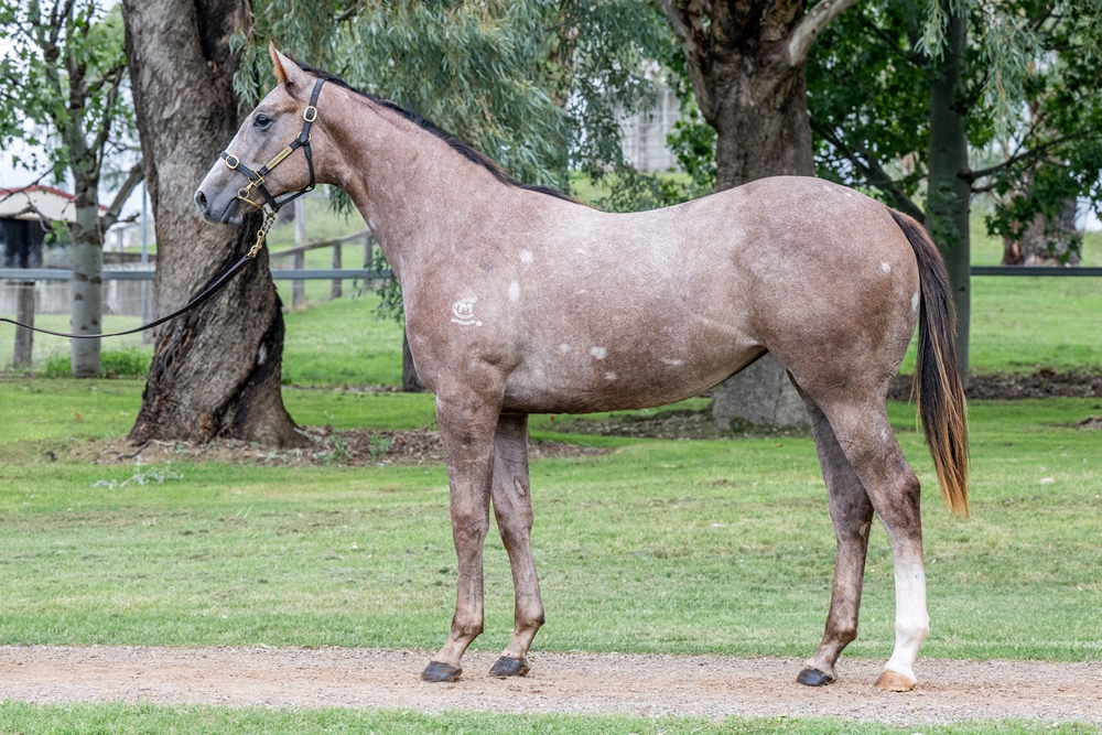 Sooboog (AUS) / Dolly's Dream (AUS) 2024 Filly - Image 1