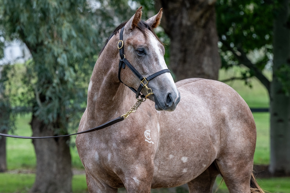 Sooboog (AUS) / Dolly's Dream (AUS) 2024 Filly - Image 2