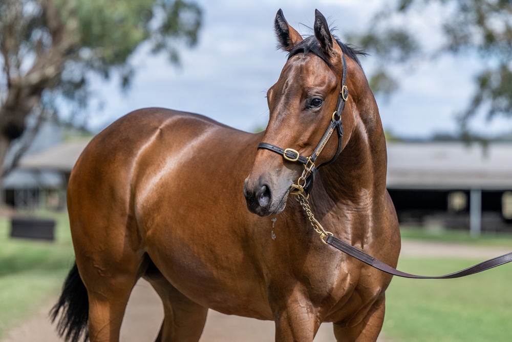 Worthy Cause (AUS) / Girls Aloud (AUS) 2024 Filly - Image 2