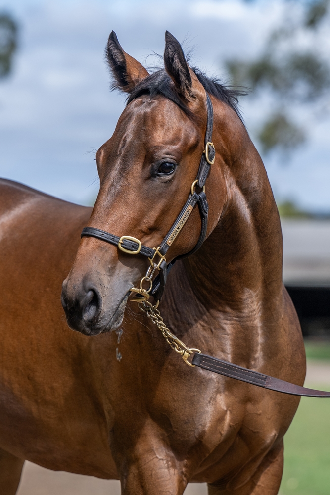 Worthy Cause (AUS) / Girls Aloud (AUS) 2024 Filly - Image 3