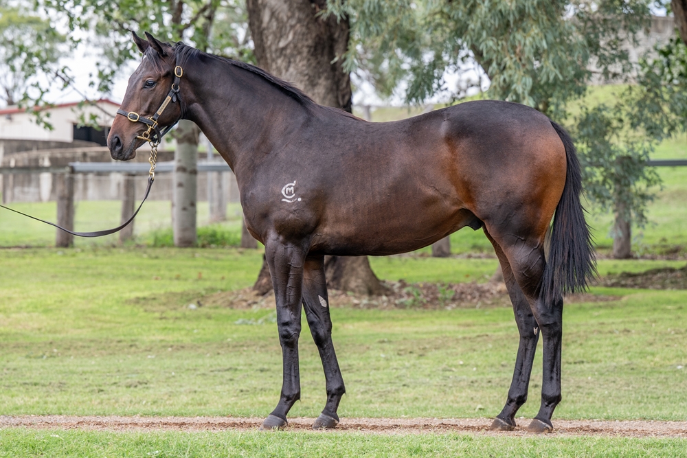 Love Conquers All (AUS) / Hue (AUS) 2024 Colt - Image 1