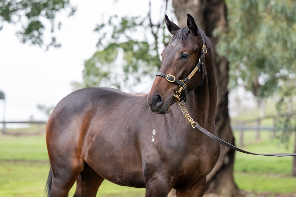 Love Conquers All (AUS) / Hue (AUS) 2024 Colt - Image 1