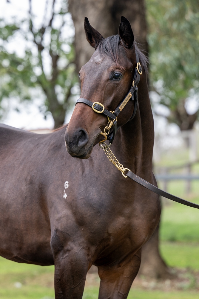 Love Conquers All (AUS) / Hue (AUS) 2024 Colt - Image 2
