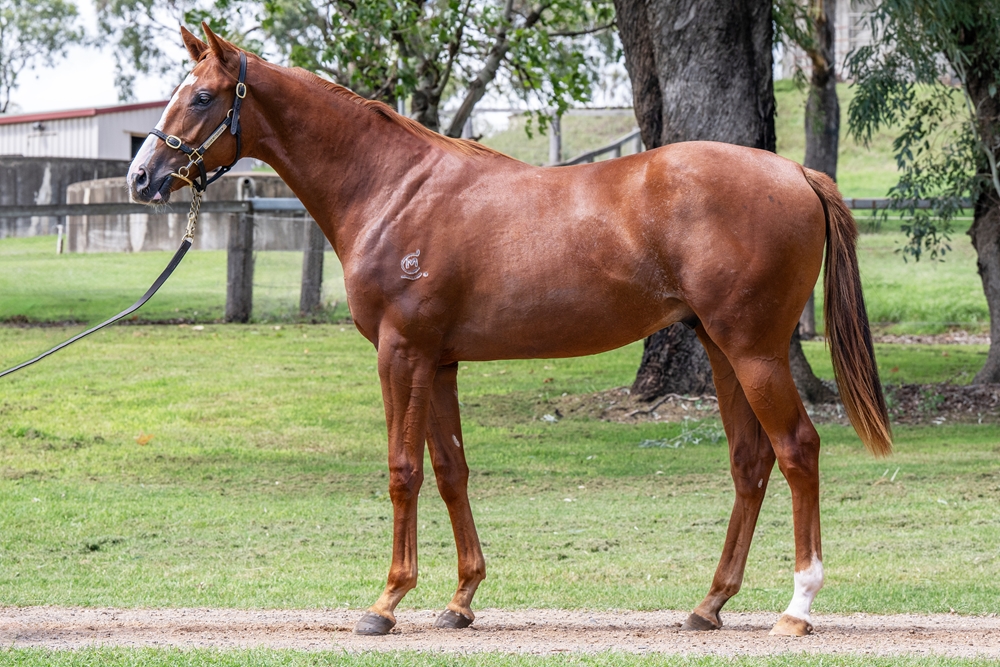 Love Conquers All (AUS) / Just a Girl (AUS) 2024 Colt - Image 1