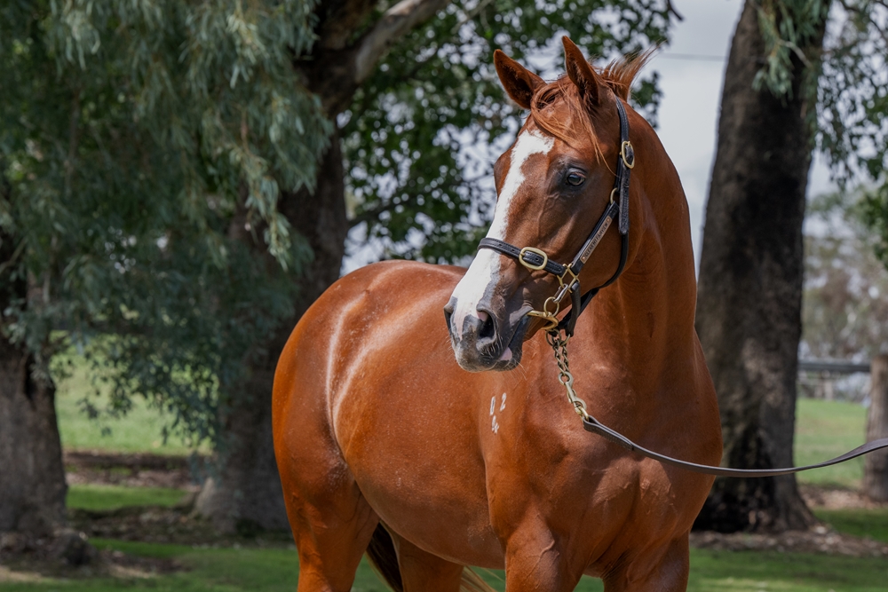 Love Conquers All (AUS) / Just a Girl (AUS) 2024 Colt - Image 2