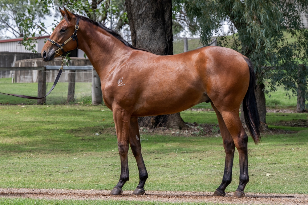Sooboog (AUS) / Jyler (AUS) 2024 Colt - Image 1