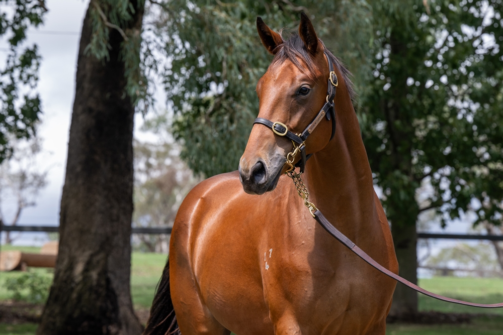 Sooboog (AUS) / Jyler (AUS) 2024 Colt - Image 2