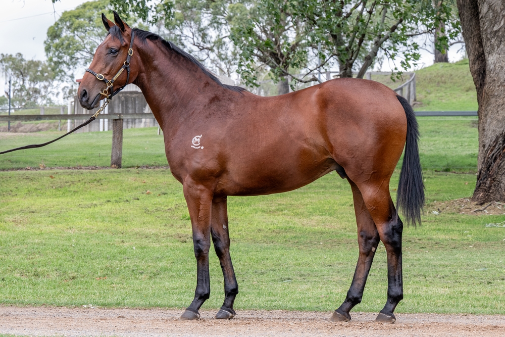 Love Conquers All (AUS) / My Girl Charlie (AUS) 2024 Colt - Image 1