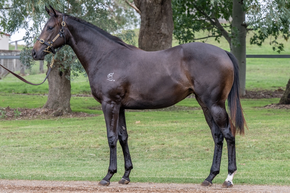 Barbaric (AUS) / Never Despair (AUS) 2024 Filly - Image 1