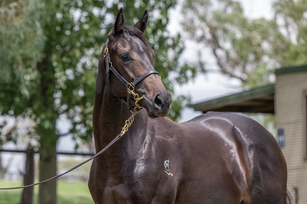 Barbaric (AUS) / Never Despair (AUS) 2024 Filly - Image 2