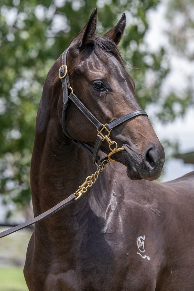 Barbaric (AUS) / Never Despair (AUS) 2024 Filly - Image 3