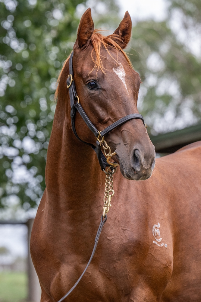 Sooboog (AUS) / Princess Cinders (AUS) 2024 Colt - Image 3