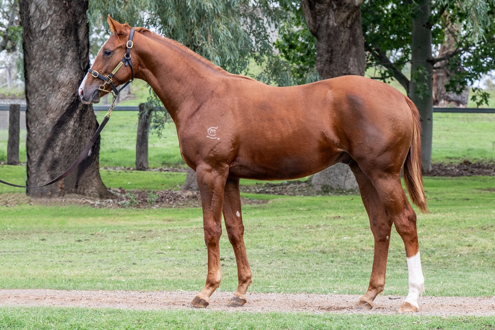Supido (AUS) / Reflecting Image (AUS) 2024 Colt - Image 1