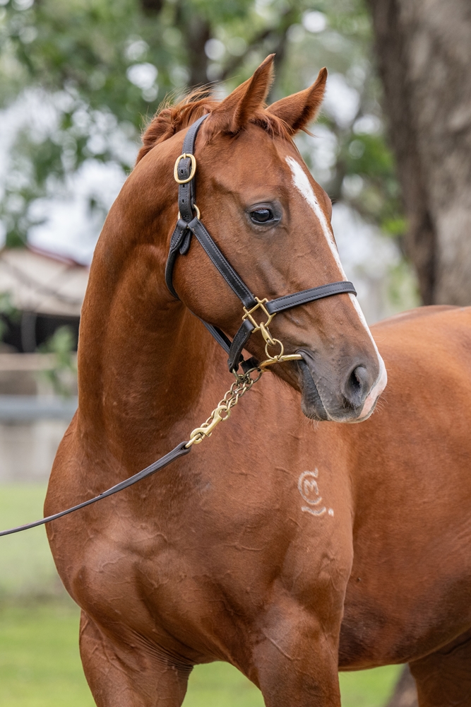 Supido (AUS) / Reflecting Image (AUS) 2024 Colt - Image 3