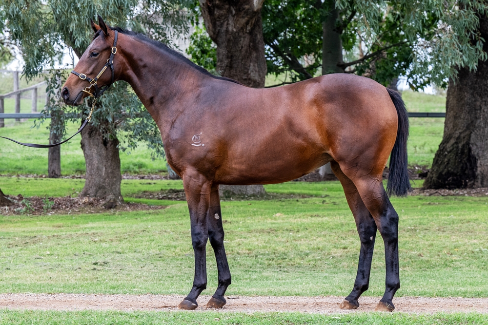Exosphere (AUS) / Tabatha Miss (AUS) 2024 Filly - Image 1