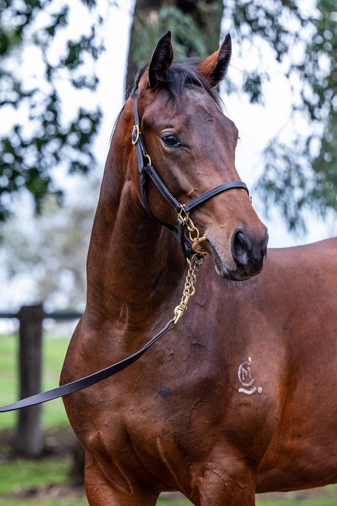 Exosphere (AUS) / Tabatha Miss (AUS) 2024 Filly - Image 3